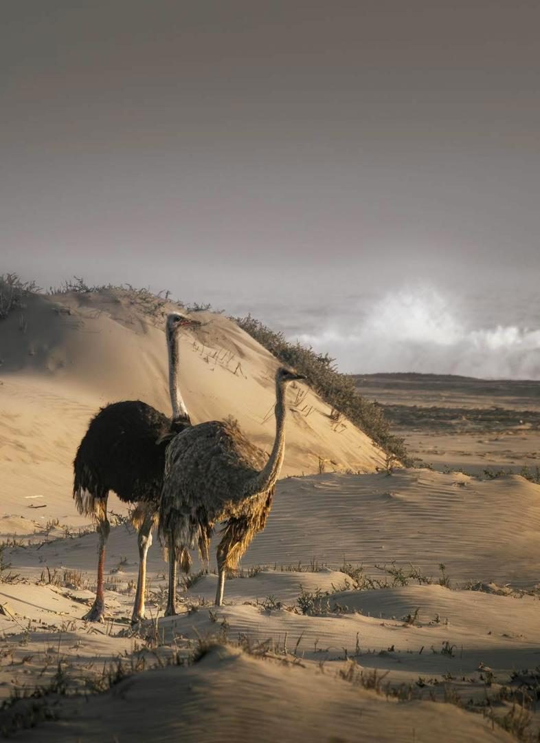 Desert Ostrich