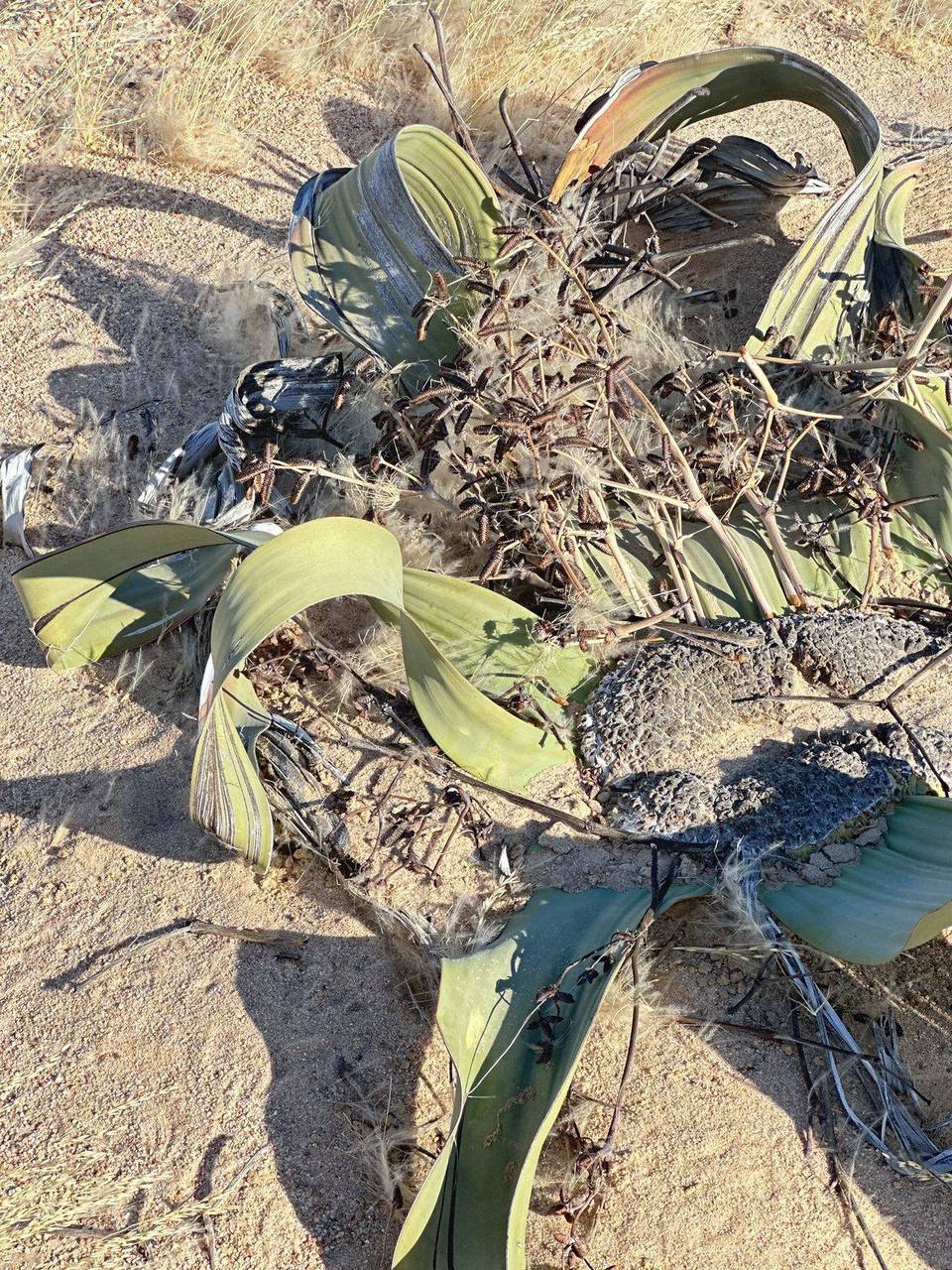 Desert Welwitschia