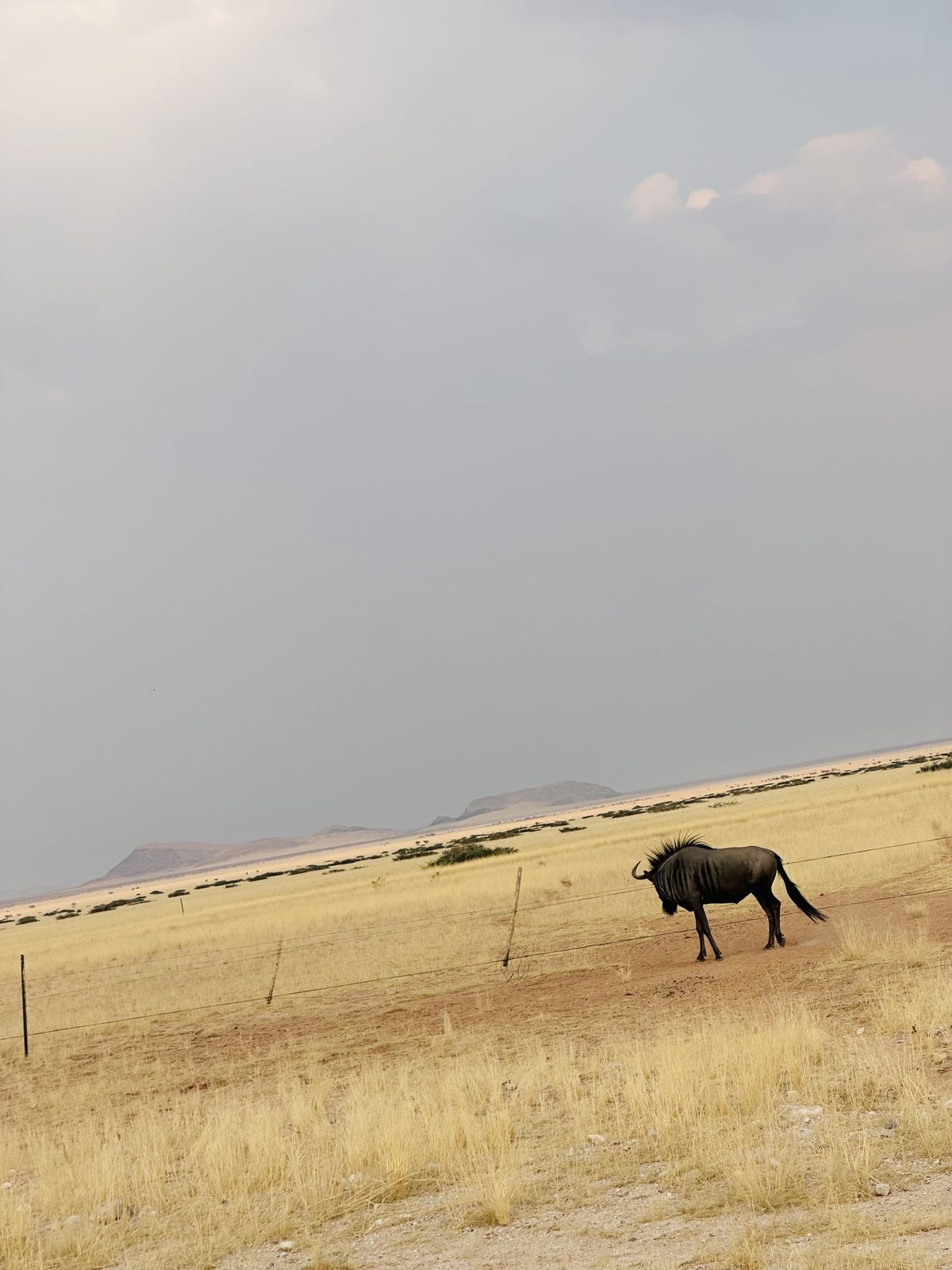 Plains Wildlife